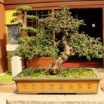 Hong Kong - Nan Lian Garden